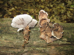 Phellodon confluens