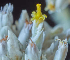 Achyrocline saturejoides