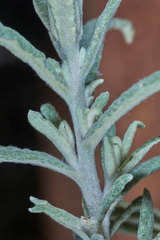 Achyrocline saturejoides