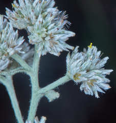 Achyrocline saturejoides