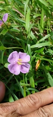 Osbeckia chinensis
