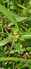 Osbeckia chinensis
