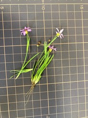 Sisyrinchium rosulatum