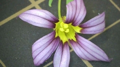 Sisyrinchium rosulatum