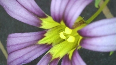 Sisyrinchium rosulatum