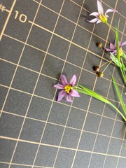 Sisyrinchium rosulatum