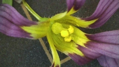 Sisyrinchium rosulatum