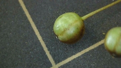 Sisyrinchium rosulatum