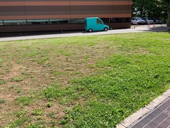 Sisyrinchium rosulatum