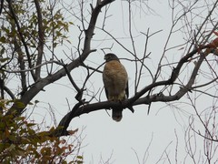 Rupornis magnirostris