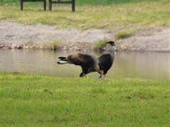 Caracara plancus