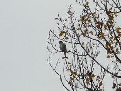 Falco sparverius