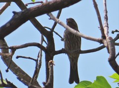 Haemorhous mexicanus