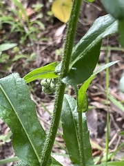 Erigeron philadelphicus