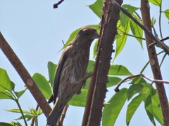 Haemorhous mexicanus