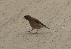 Fringilla coelebs