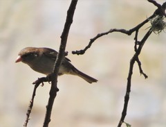 Passer domesticus