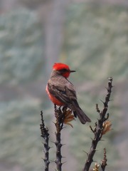 Pyrocephalus rubinus