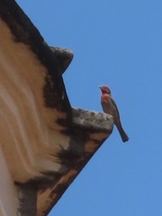 Haemorhous mexicanus