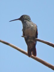 Saucerottia beryllina