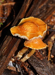 Cystoderma muscicola