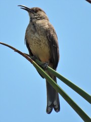 Toxostoma curvirostre