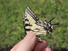 Papilio appalachiensis