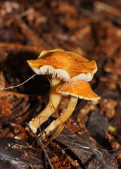 Cystoderma muscicola