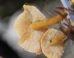 Cystoderma muscicola