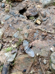 Paratimomenus flavocapitata