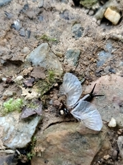 Paratimomenus flavocapitata