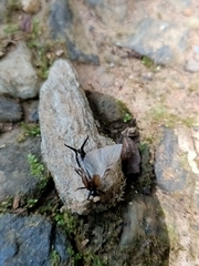 Paratimomenus flavocapitata