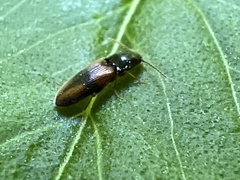 Horistonotus curiatus