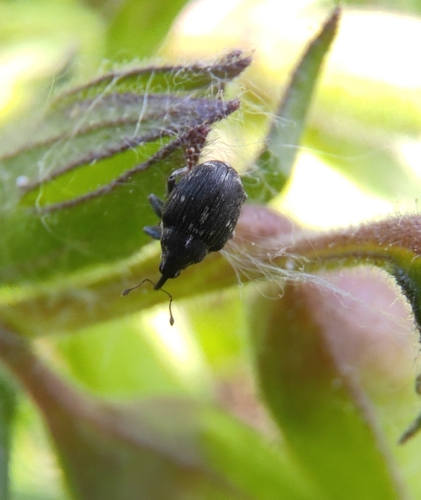 Mogulones pallidicornis