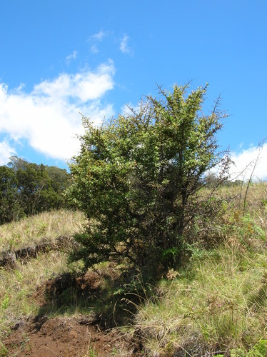 Pyracantha koidzumii