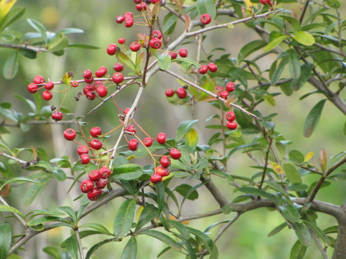 Pyracantha koidzumii