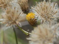 Bebbia juncea aspera