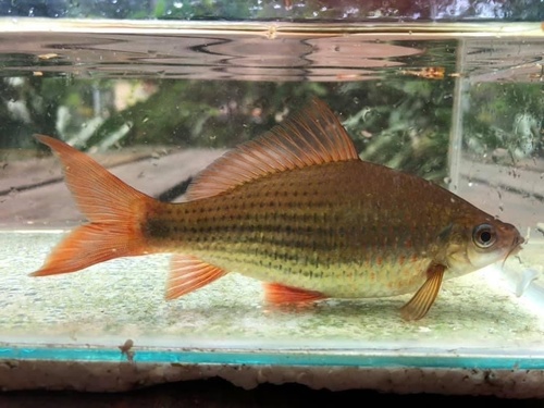 Osteochilus vittatus (Valenciennes, 1842)