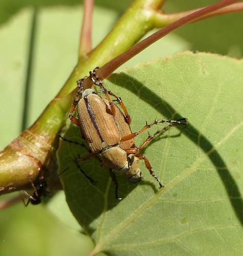 American Rose Chafer photo 3