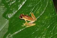 Boana calcarata