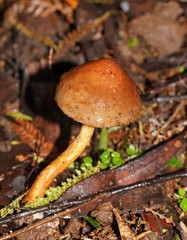Stropharia formosa