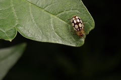 Phola octodecimguttata