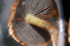 Stropharia formosa