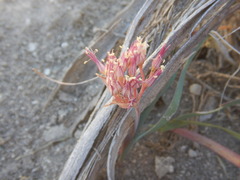 Allium anceps