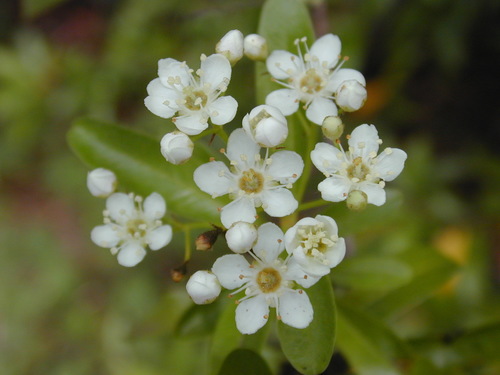 Pyracantha angustifolia