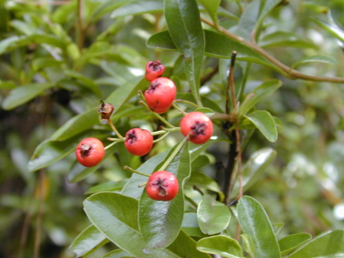 Pyracantha angustifolia