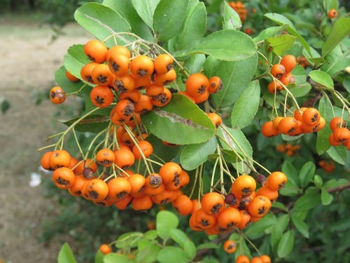 Pyracantha angustifolia