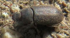 Blapstinus
