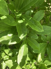 Magnolia