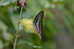 Graphium